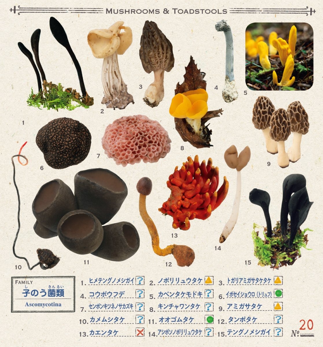 小学館の図鑑neo きのこシール - kinoko sticker