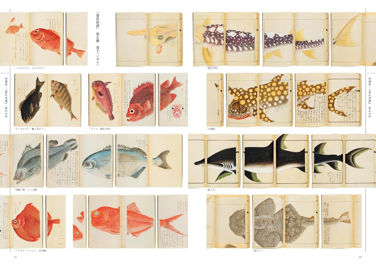 江戸の図譜 魚 - Edo No Zufu Sakana