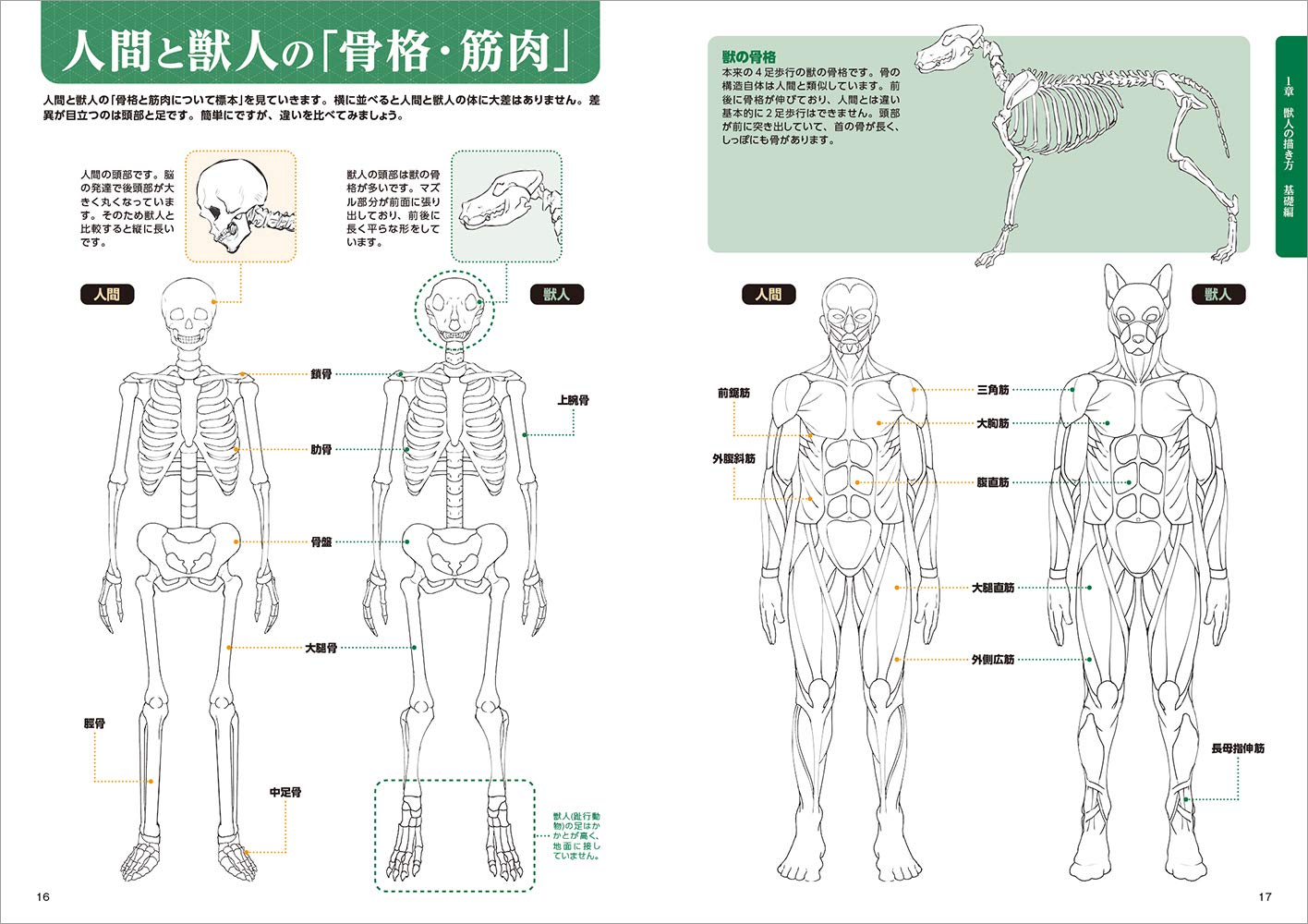 獣人ポーズ集 (超描けるシリーズ) shishijin pouzushuu 4 suteppu de manaberu dessan