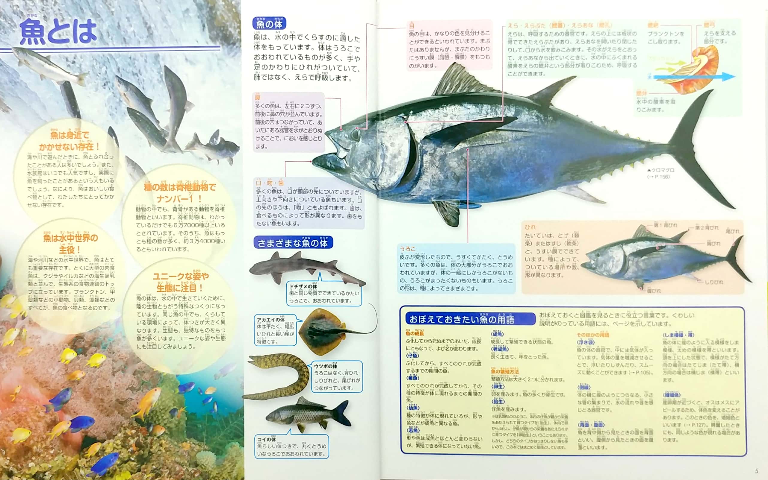 魚 新訂版 (講談社の動く図鑑move) sakana shin tei ban dvd tsuki